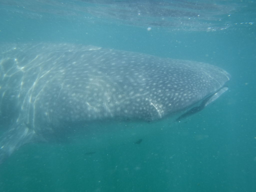 5e3a9772-da46-474a-b27e-ce288ce2ef1b