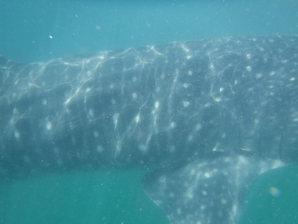 5e3a9772-da46-474a-b27e-ce288ce2ef1b