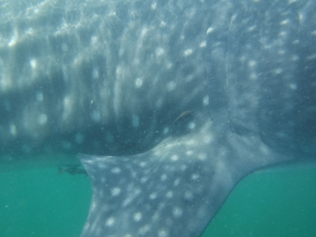 5e3a9772-da46-474a-b27e-ce288ce2ef1b