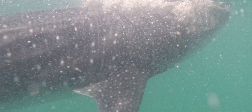 65ed88b6-7f32-4ec0-85a4-0c24816143ad