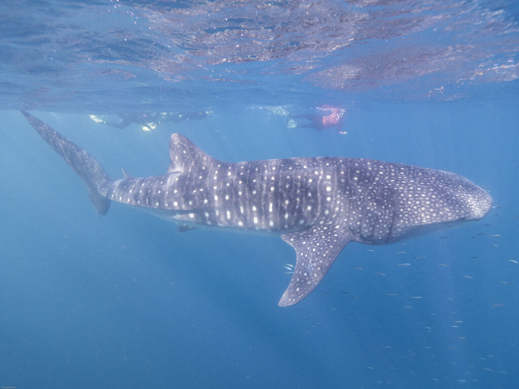 10e143a2-deb0-4a77-bce0-0413b0894b51