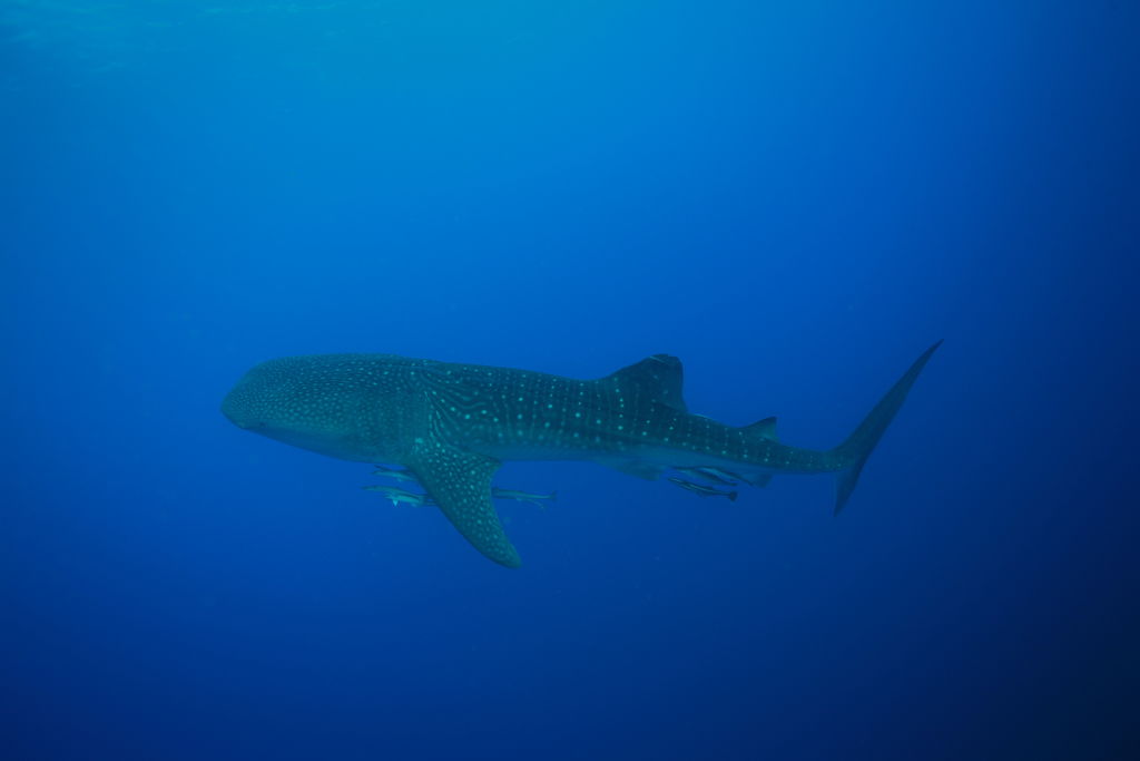 72ff92c6-5791-457c-a850-1c547edbe083