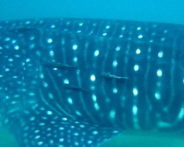 484bd319-dfb9-40e2-90a9-e4aa2b04d482