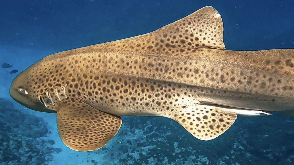 a62dc779-4720-4379-9956-9be28e2e9720