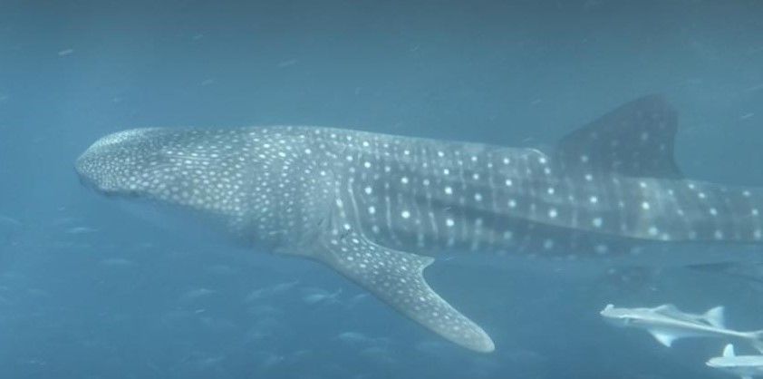 c742c4c4-7084-47b4-9a94-add62136d850