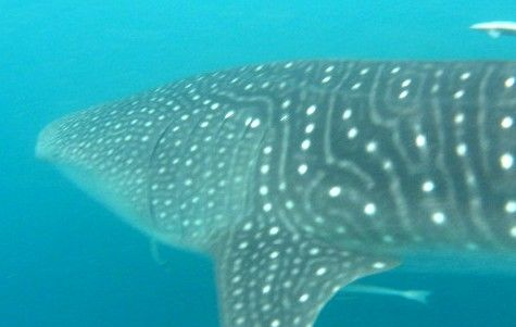 bf1cf70f-0245-40a4-ab73-5299372f53f8