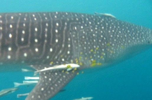 bf1cf70f-0245-40a4-ab73-5299372f53f8