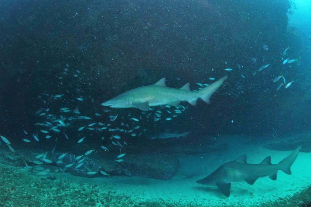 132979ac-5a0e-4c1b-a0e7-c398589a84a9