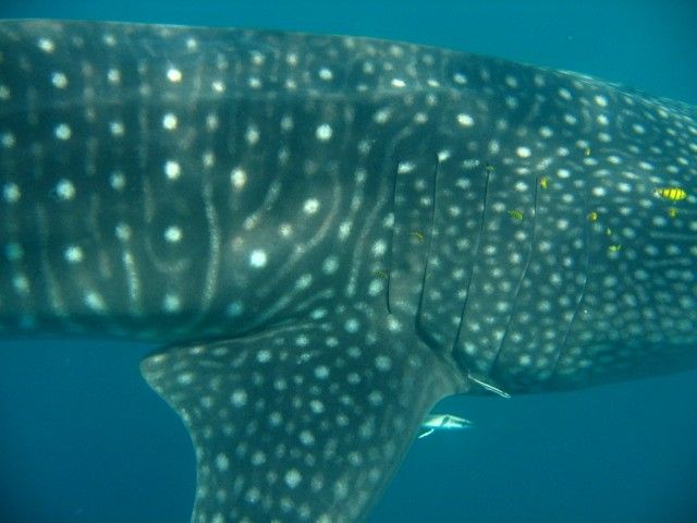 ced820ca-ee2a-44b2-b087-491d24940918