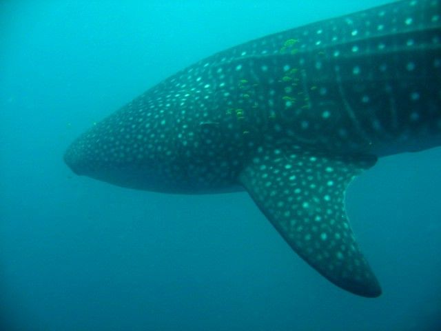 ced820ca-ee2a-44b2-b087-491d24940918