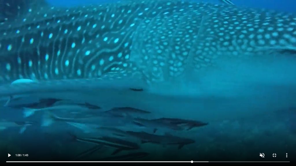 eadf1997-d51b-412a-b65c-402aaa787ee1