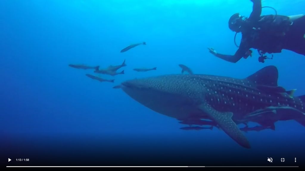 eadf1997-d51b-412a-b65c-402aaa787ee1