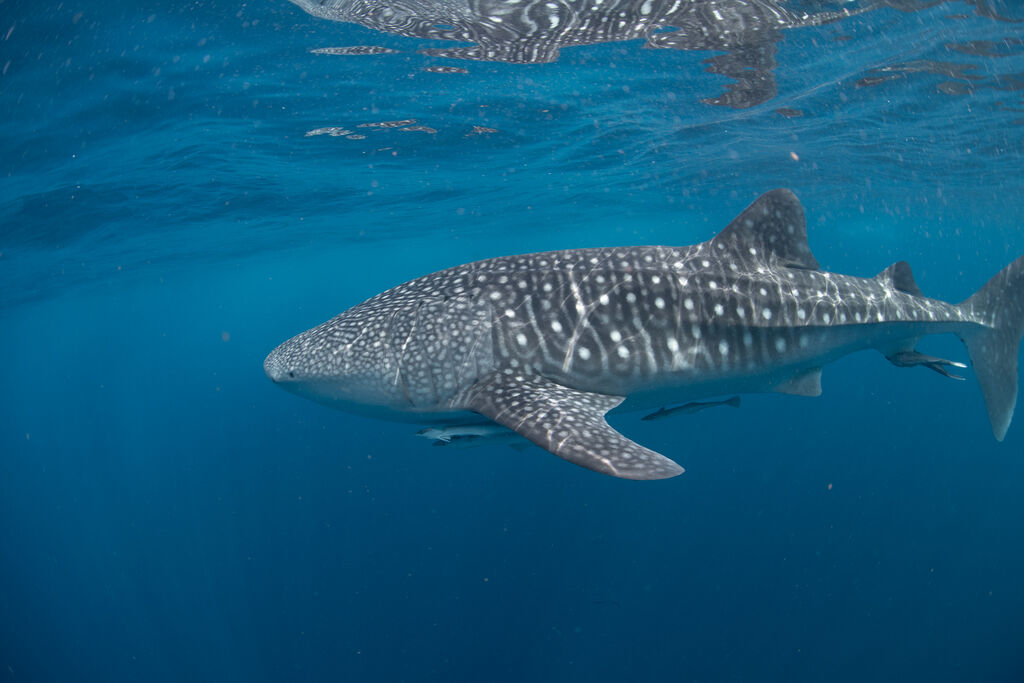 d77ffb18-421f-41ea-baaf-3d9d48308499