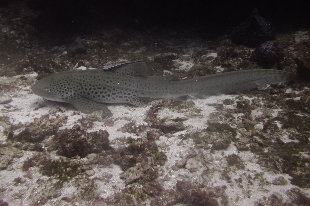 0ae70274-7aba-465c-a89c-11f5c6167af4