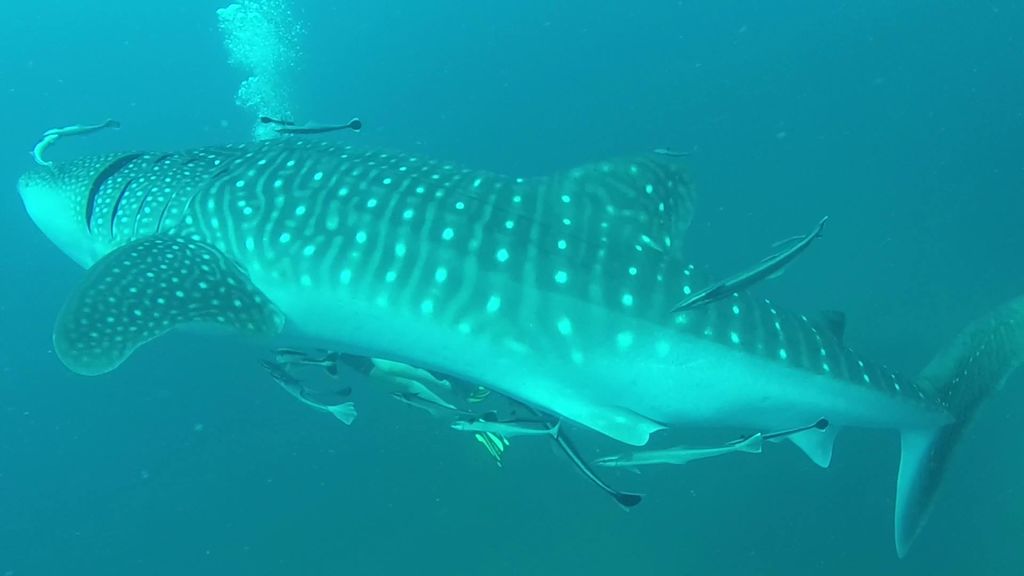 8fc39202-c387-4309-9a70-cc07d5106c1d