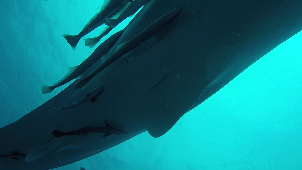 8fc39202-c387-4309-9a70-cc07d5106c1d