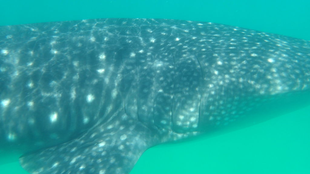 26daf2e4-d752-44f2-9158-a5e06bd33fc3