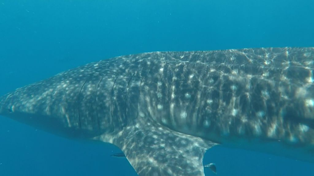 d0d26b8b-c23e-47ac-a6c3-16f784a822cb