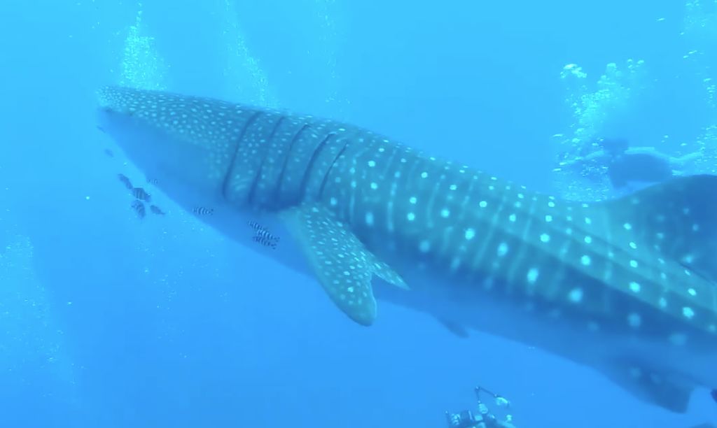 a156cdf9-818a-4f3d-981b-b5dc25d30783