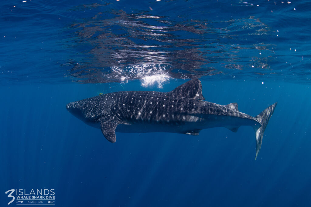 65847a9d-76d0-4c71-b7c9-cce3b9e13176