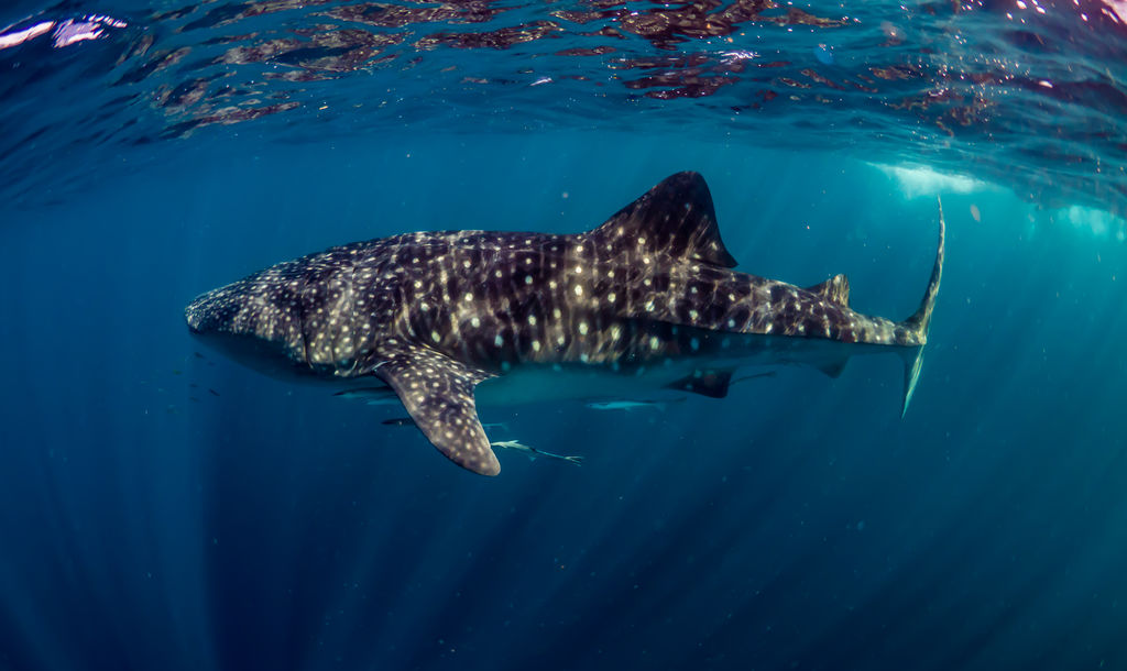 c2adec57-0bd6-4322-b7f0-67574ef23bf8