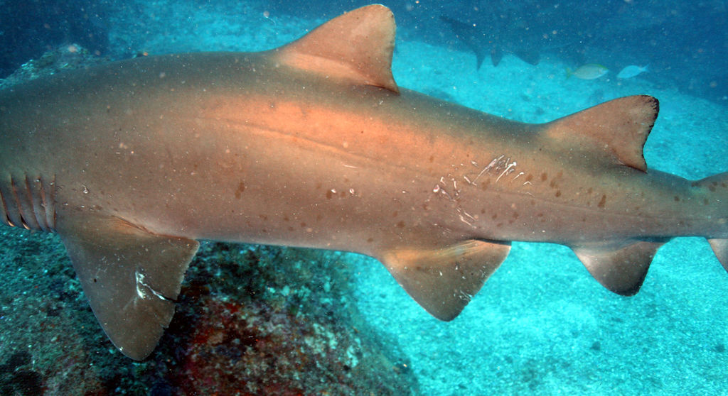 c51cea77-9e0c-42a5-bb42-6d58c96ce4ed