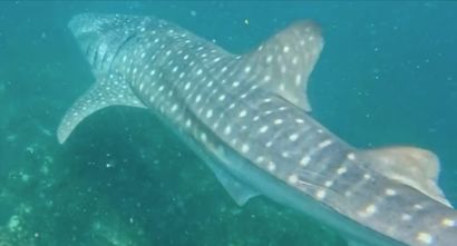 ea131e83-f7ab-4d1f-887e-ef1c23ef256b