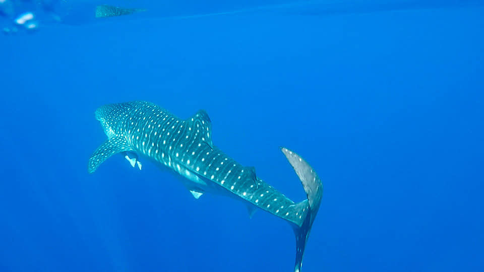 a6cd303d-b3bd-457d-9450-c6e3f3b13330