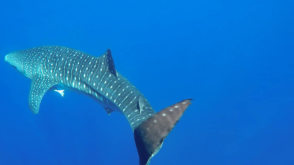 a6cd303d-b3bd-457d-9450-c6e3f3b13330