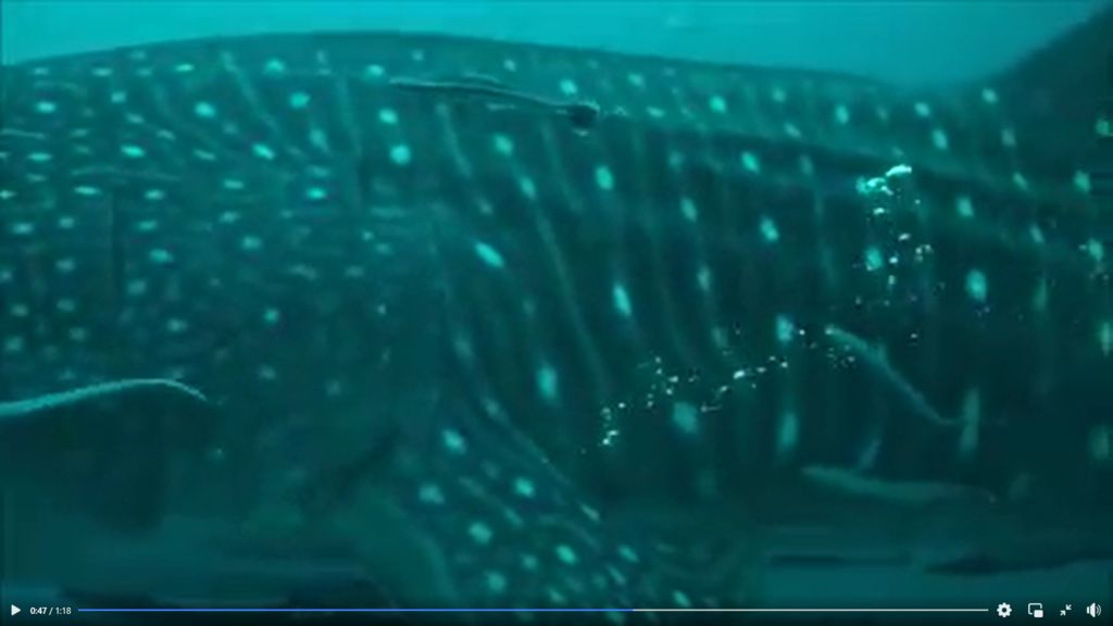 4e4f976f-7c2b-4926-99d7-bf01c5f8cb89