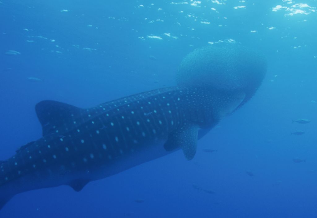 f42bc82a-f7a6-43bf-be5e-5d3a73e3d7cd