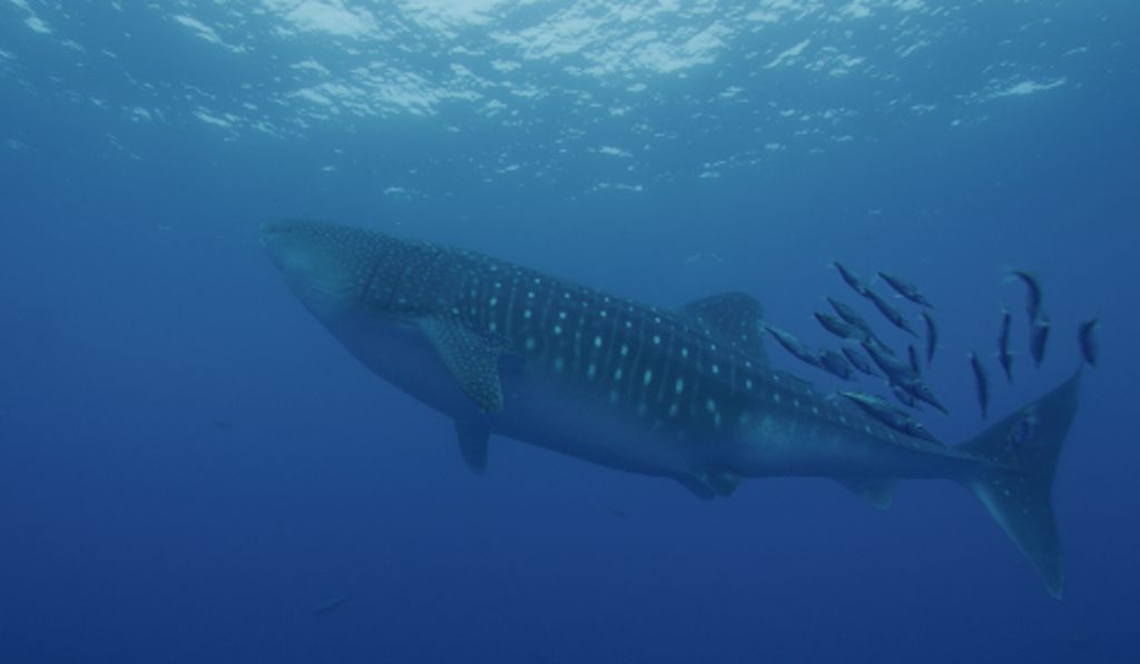 f42bc82a-f7a6-43bf-be5e-5d3a73e3d7cd