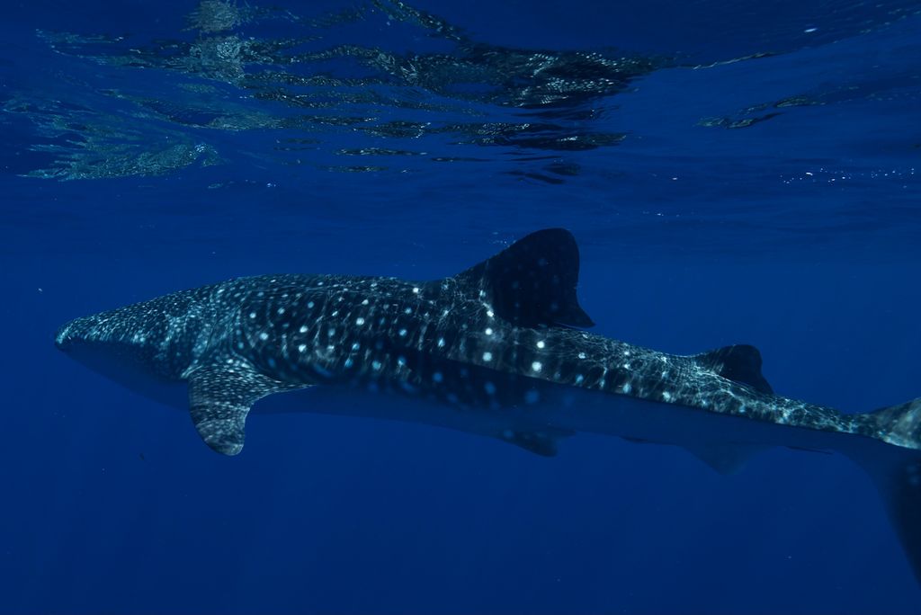 65385e00-79a1-48cd-b1f2-480f76adf37d