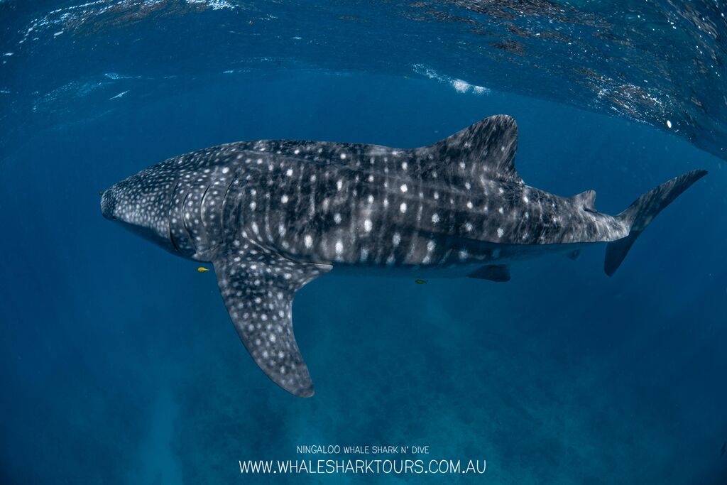 f242415a-7422-4903-b4da-12d2c315549d