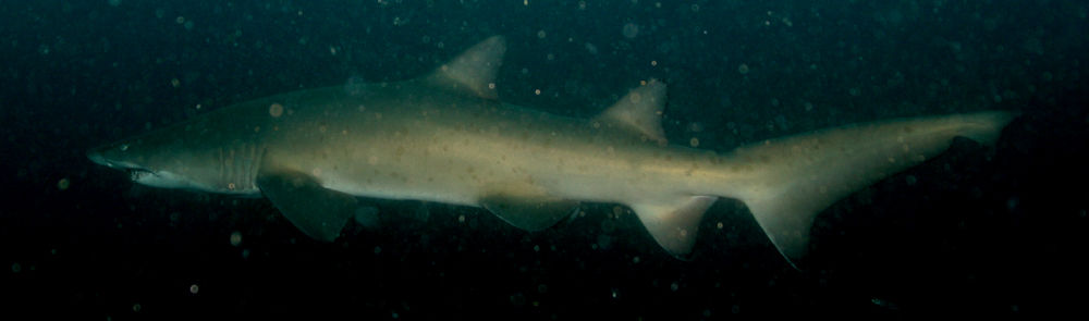 daee4caf-b665-4d4b-a54c-820ef706033d