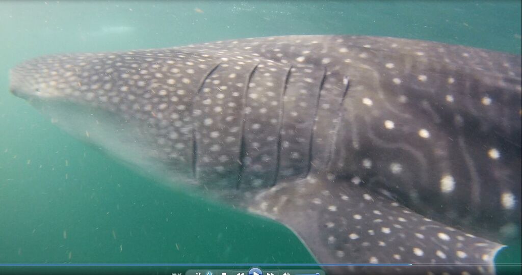 631ec6a0-fb8c-4195-bd07-90f47dc4f27a