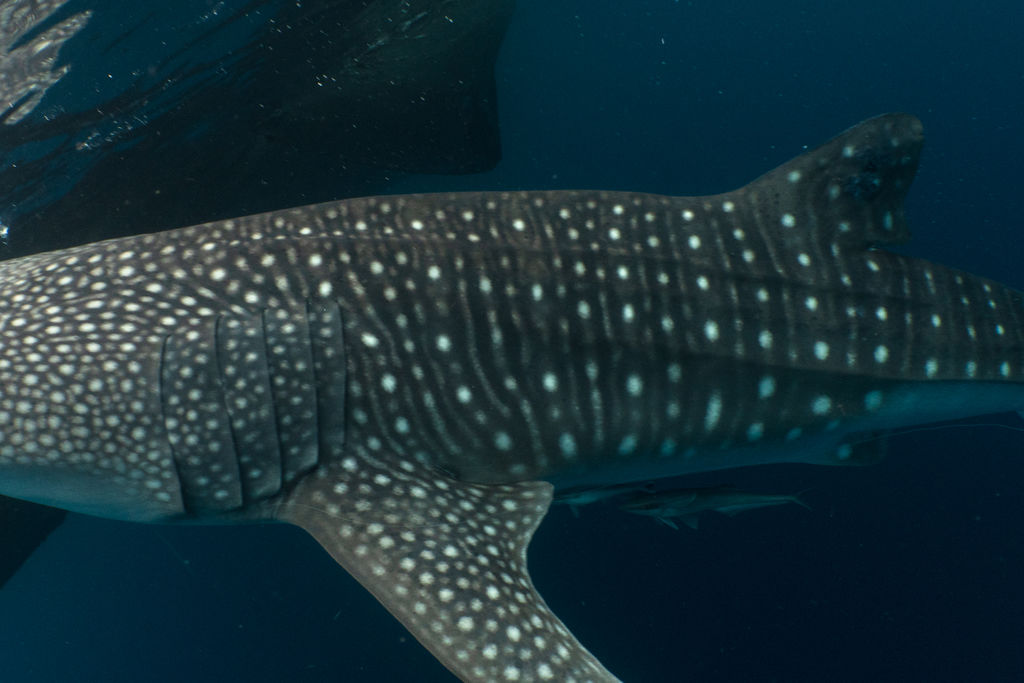 afc109e8-d619-47c1-b694-4571b6cc6f94