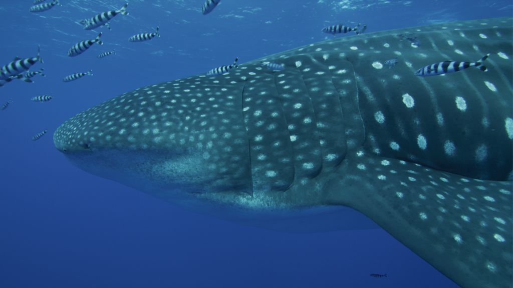 8dd8e5bb-7e49-4fec-8131-66646f16b337