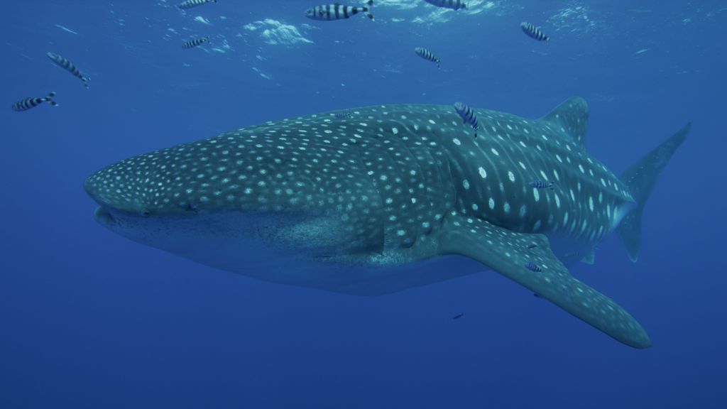 8dd8e5bb-7e49-4fec-8131-66646f16b337