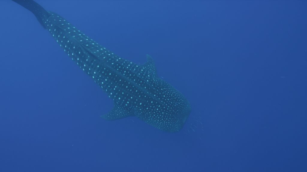 8dd8e5bb-7e49-4fec-8131-66646f16b337