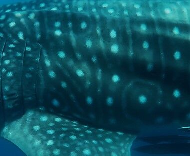 d00c0190-be90-4f45-bf5b-272a33656df2