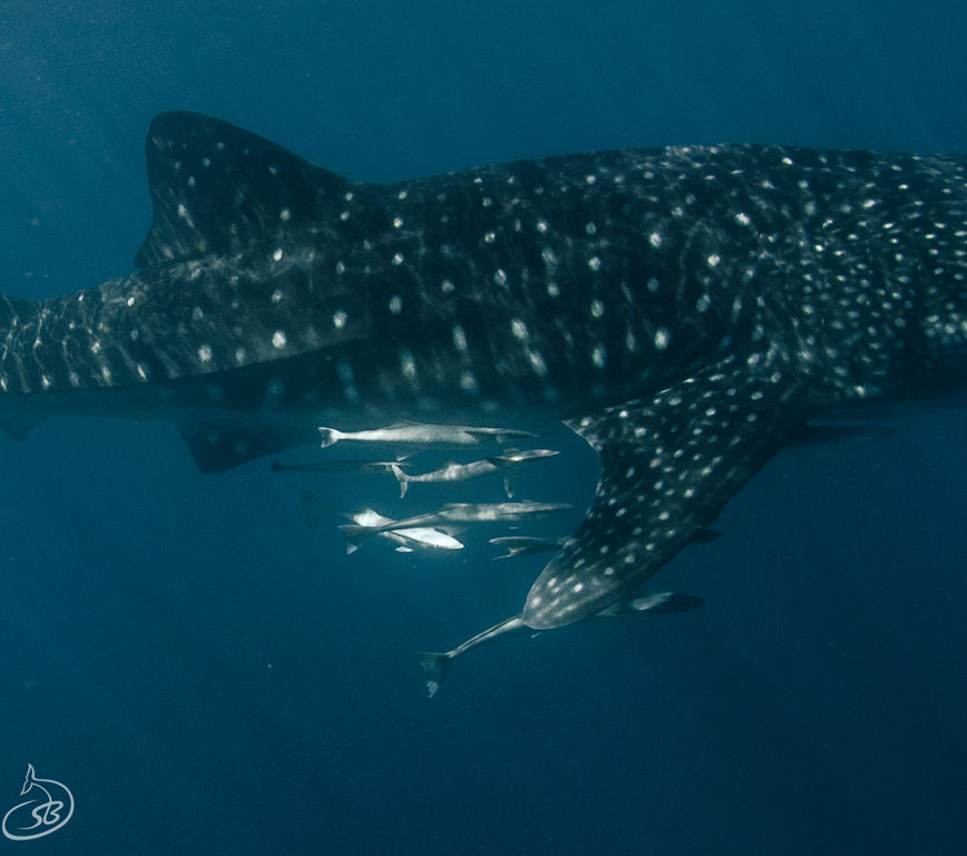 2b6acd28-87ea-4ea4-b39c-6912f70bdb12