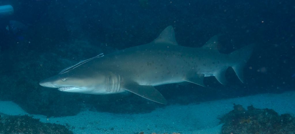 b485c4d8-0380-40b3-9331-f7560da2a353