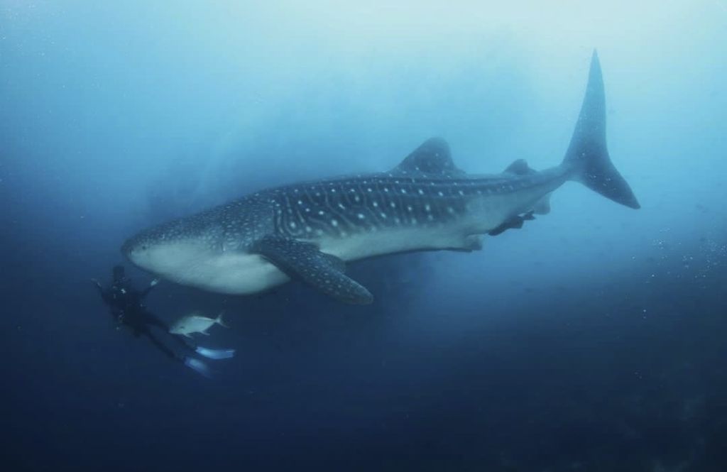 d0e48a79-9a6b-4be8-830f-2c4eb4241238