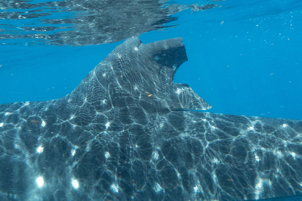 1e21a8b0-ec01-45dd-8599-d00307661091