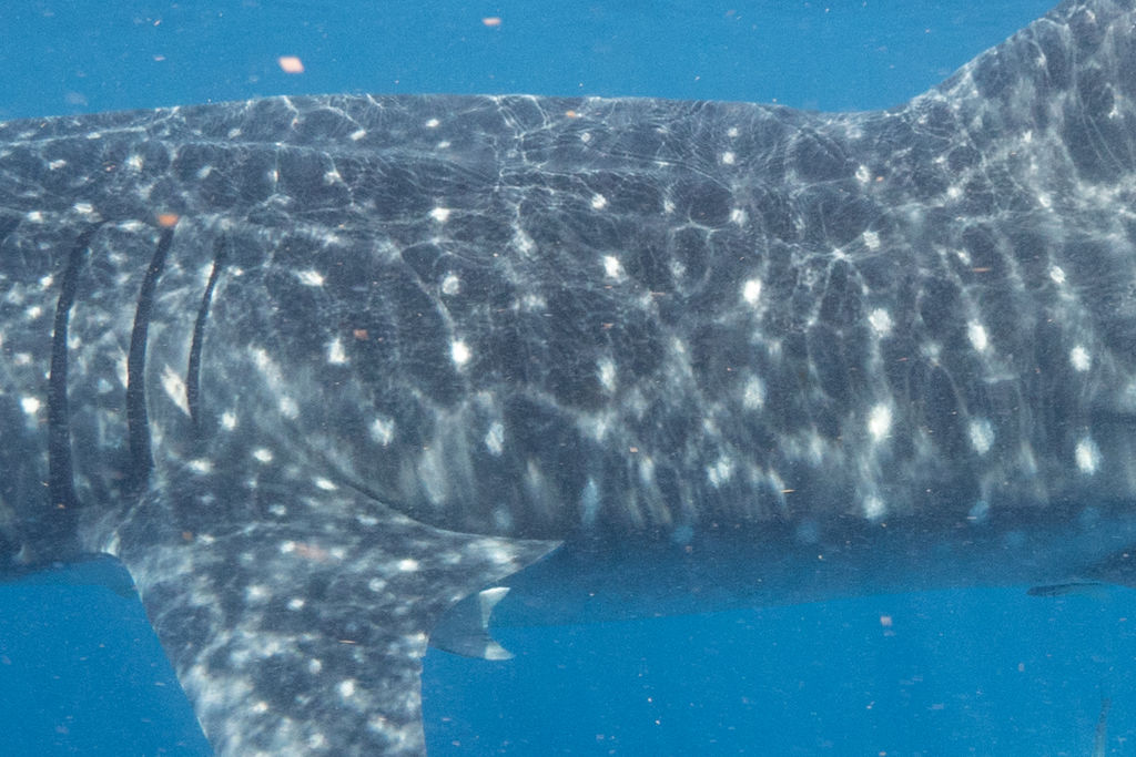 1e21a8b0-ec01-45dd-8599-d00307661091