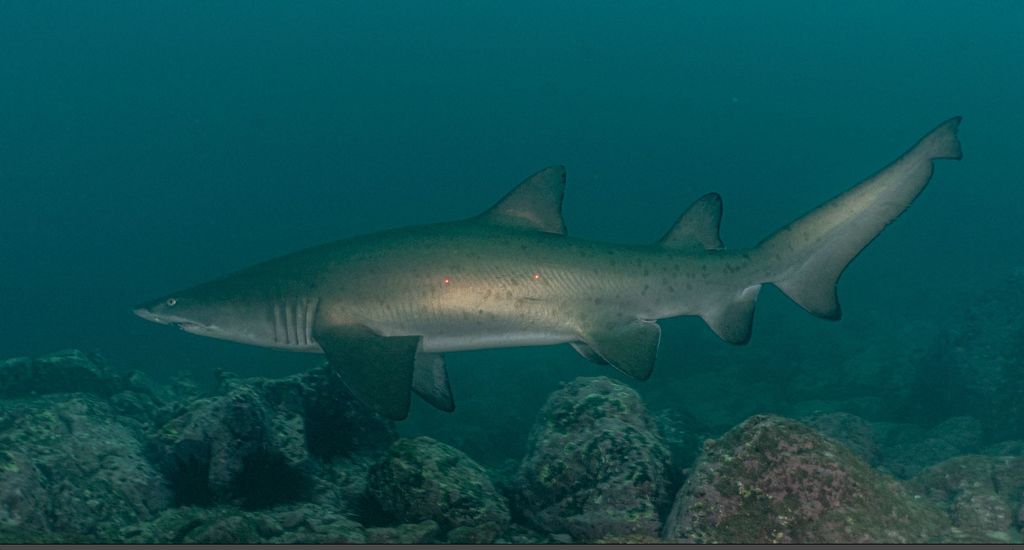 c5441c8a-382e-4889-a630-faa076ba36b2