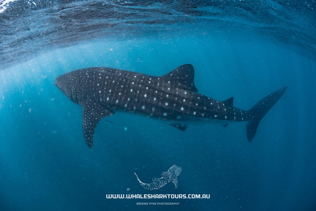 a77348ae-8156-4477-aed3-665d3a05e1fe