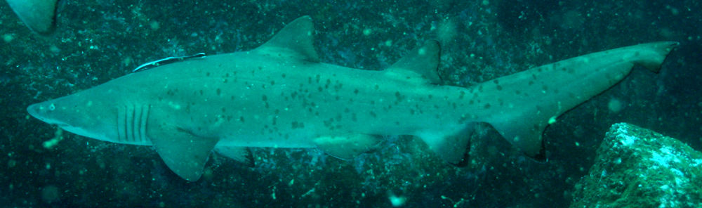 d5005d94-1457-4b69-b59a-26e685e14ca7