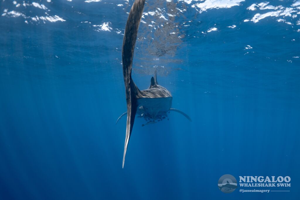 e4e4ea33-79cd-4258-9249-3bf0e41f04ab